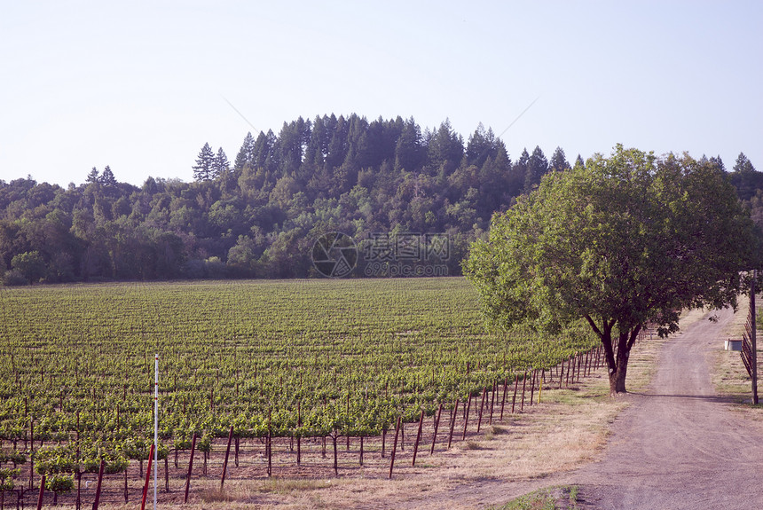 美国加利福尼亚州索诺马山谷藤蔓葡萄园酿酒风景目的地酒厂树叶摄影旅游图片