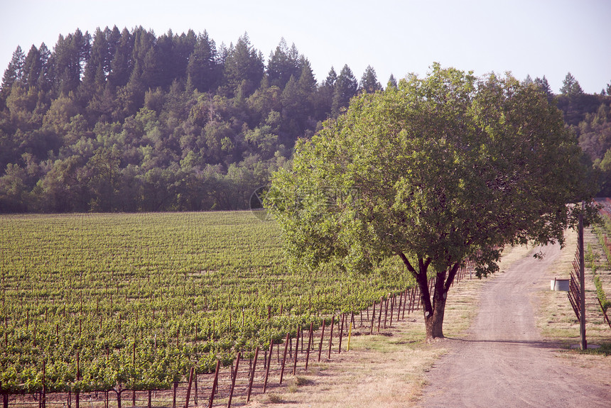 美国加利福尼亚州索诺马山谷酒厂风景目的地葡萄园旅游酿酒树叶藤蔓摄影图片