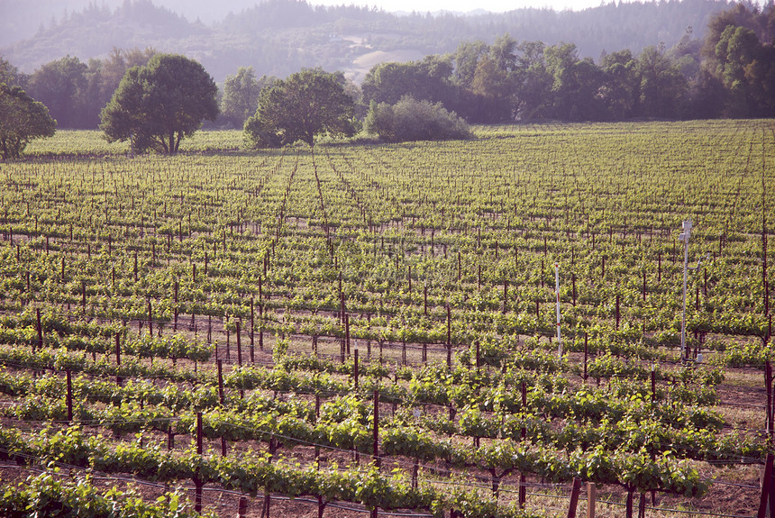 美国加利福尼亚州索诺马山谷酒厂摄影树叶风景旅游酿酒藤蔓目的地葡萄园图片