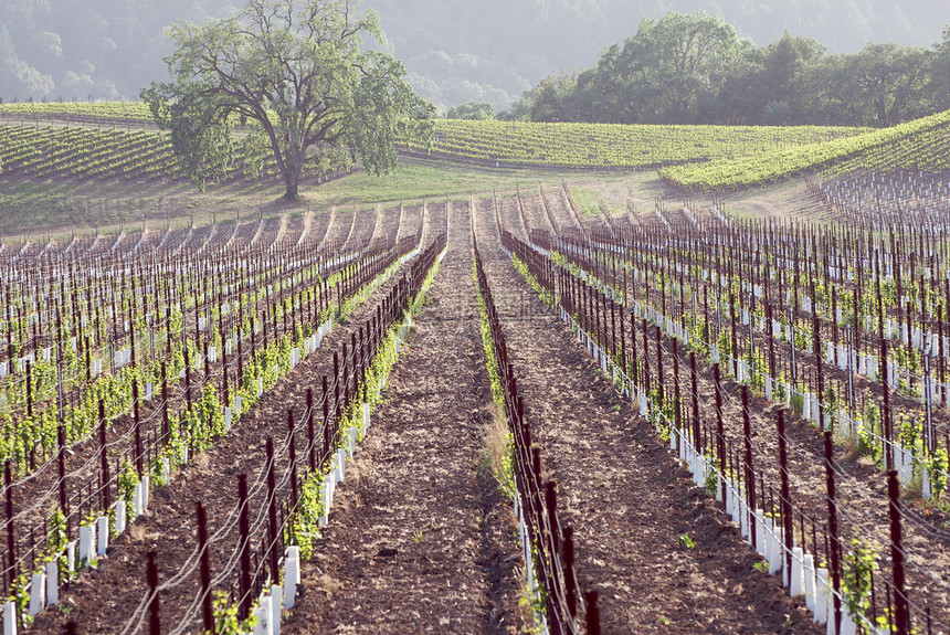 美国加利福尼亚州索诺马山谷藤蔓摄影树叶目的地旅游酿酒酒厂葡萄园风景图片
