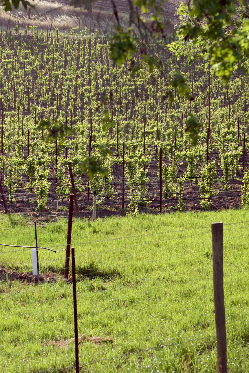 美国加利福尼亚州索诺马山谷酒厂酿酒旅游树叶藤蔓目的地风景摄影葡萄园图片