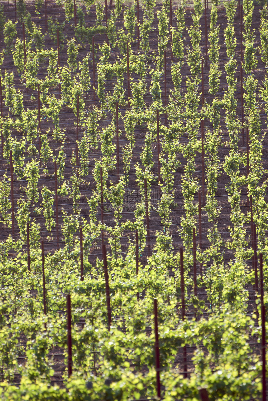 美国加利福尼亚州索诺马山谷风景酒厂旅游葡萄园树叶藤蔓目的地摄影酿酒图片