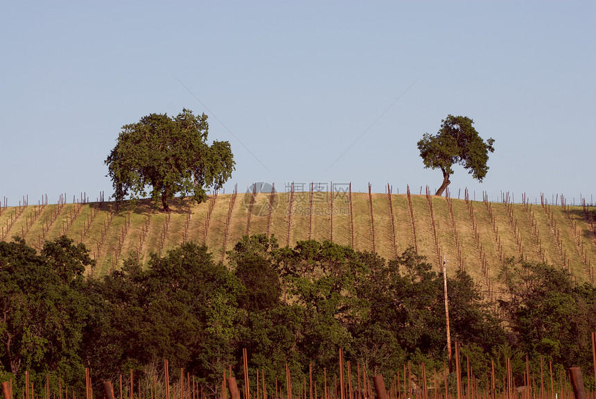 美国加利福尼亚州索诺马山谷目的地酒厂摄影藤蔓风景旅游树叶葡萄园酿酒图片