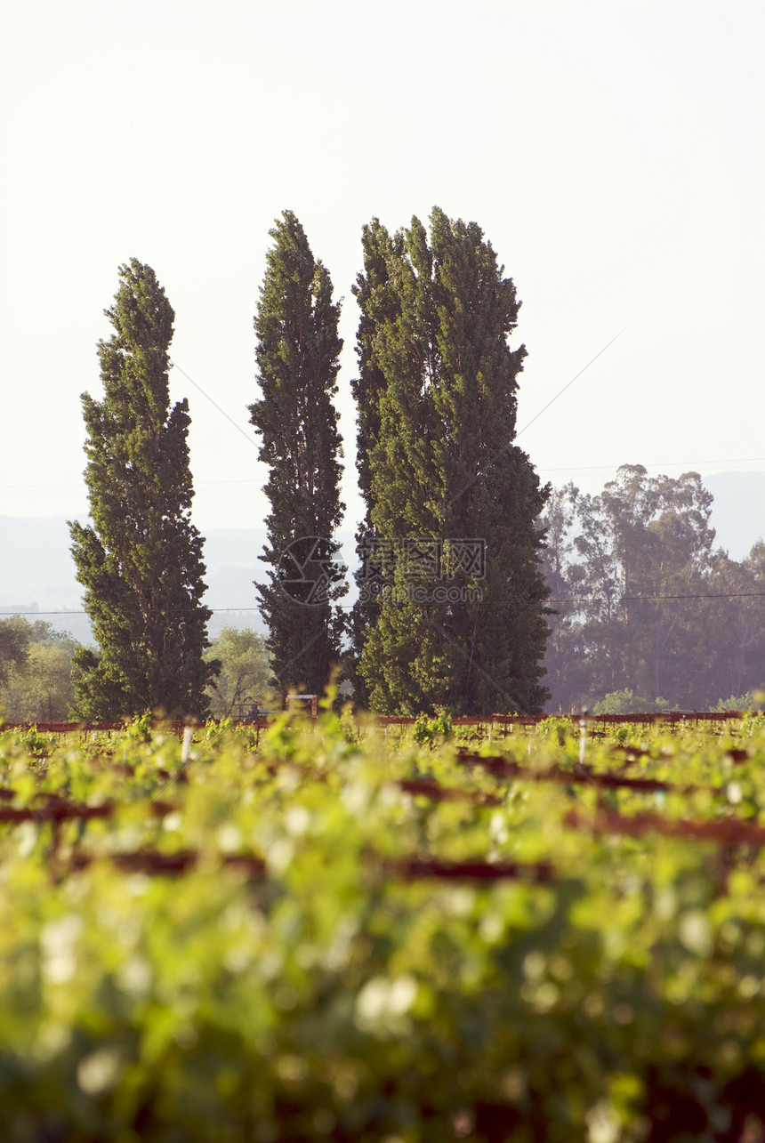 美国加利福尼亚州索诺马山谷藤蔓葡萄园旅游酿酒酒厂目的地摄影树叶风景图片