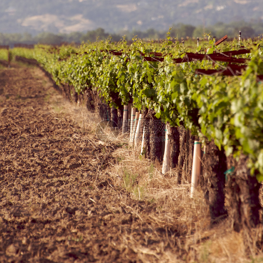 美国加利福尼亚州索诺马山谷风景藤蔓树叶目的地葡萄园摄影旅游酿酒酒厂图片