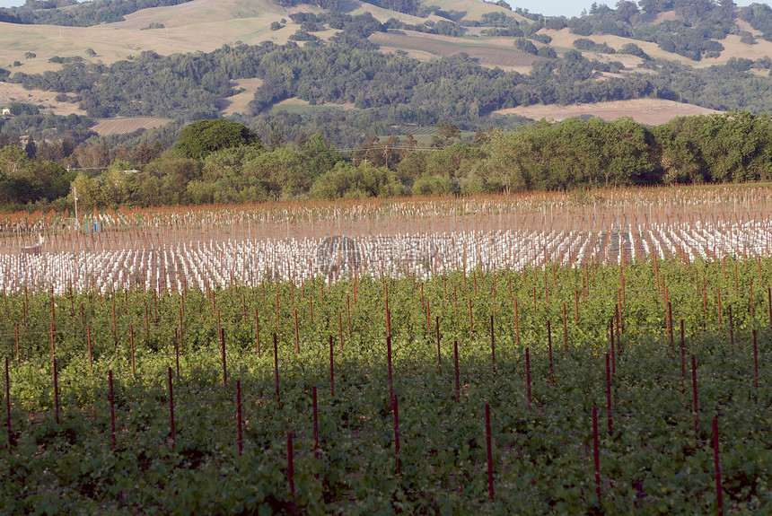 美国加利福尼亚州索诺马山谷酿酒藤蔓葡萄园摄影酒厂树叶目的地风景旅游图片