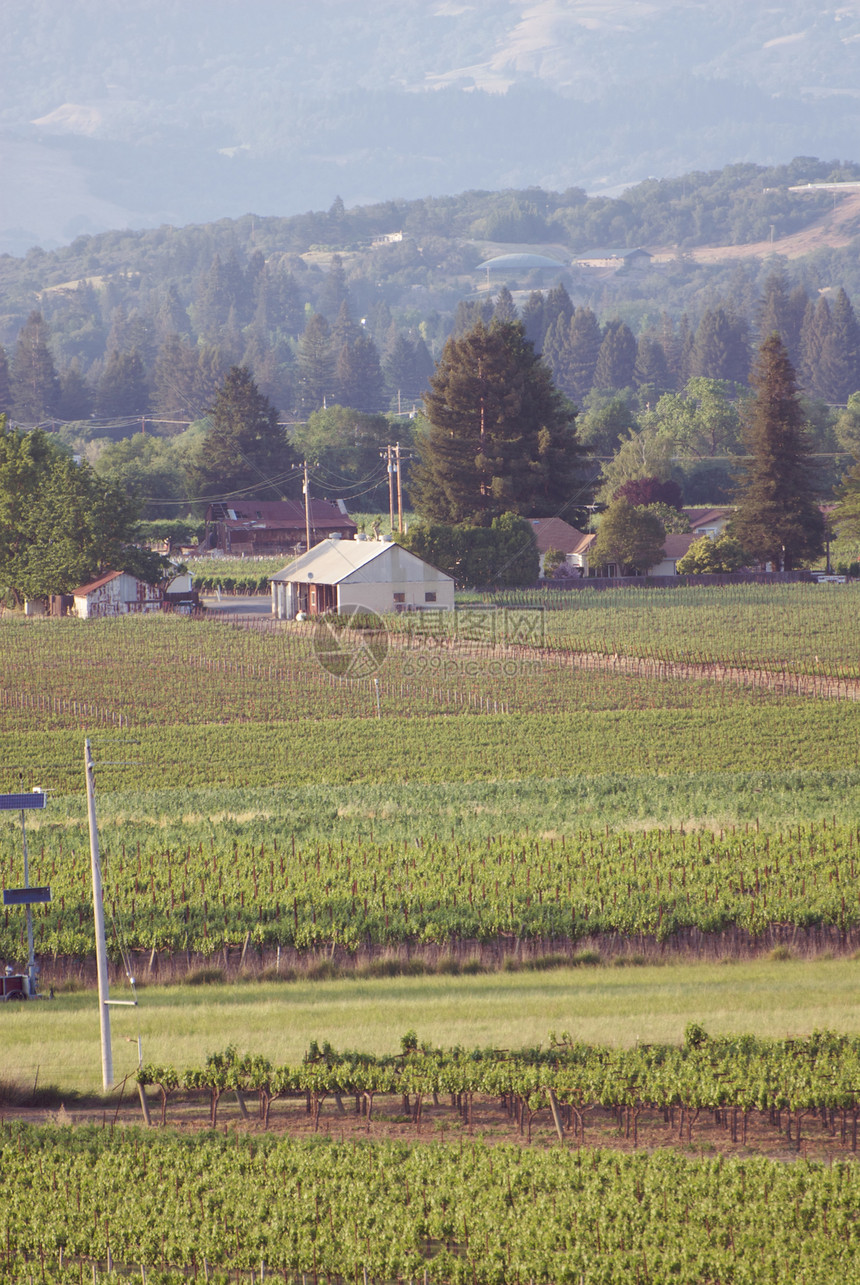 美国加利福尼亚州索诺马山谷旅游葡萄园树叶藤蔓摄影风景目的地酿酒酒厂图片