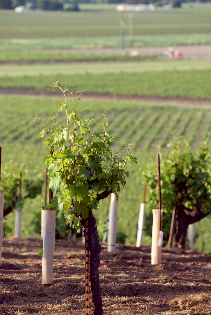美国加利福尼亚州索诺马山谷风景摄影旅游葡萄园酒厂树叶目的地藤蔓酿酒图片