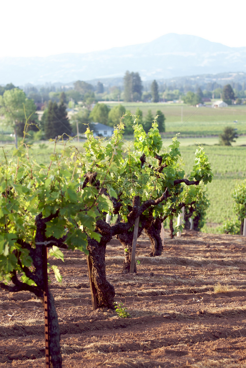 美国加利福尼亚州索诺马山谷旅游酒厂酿酒葡萄园树叶风景摄影目的地藤蔓图片