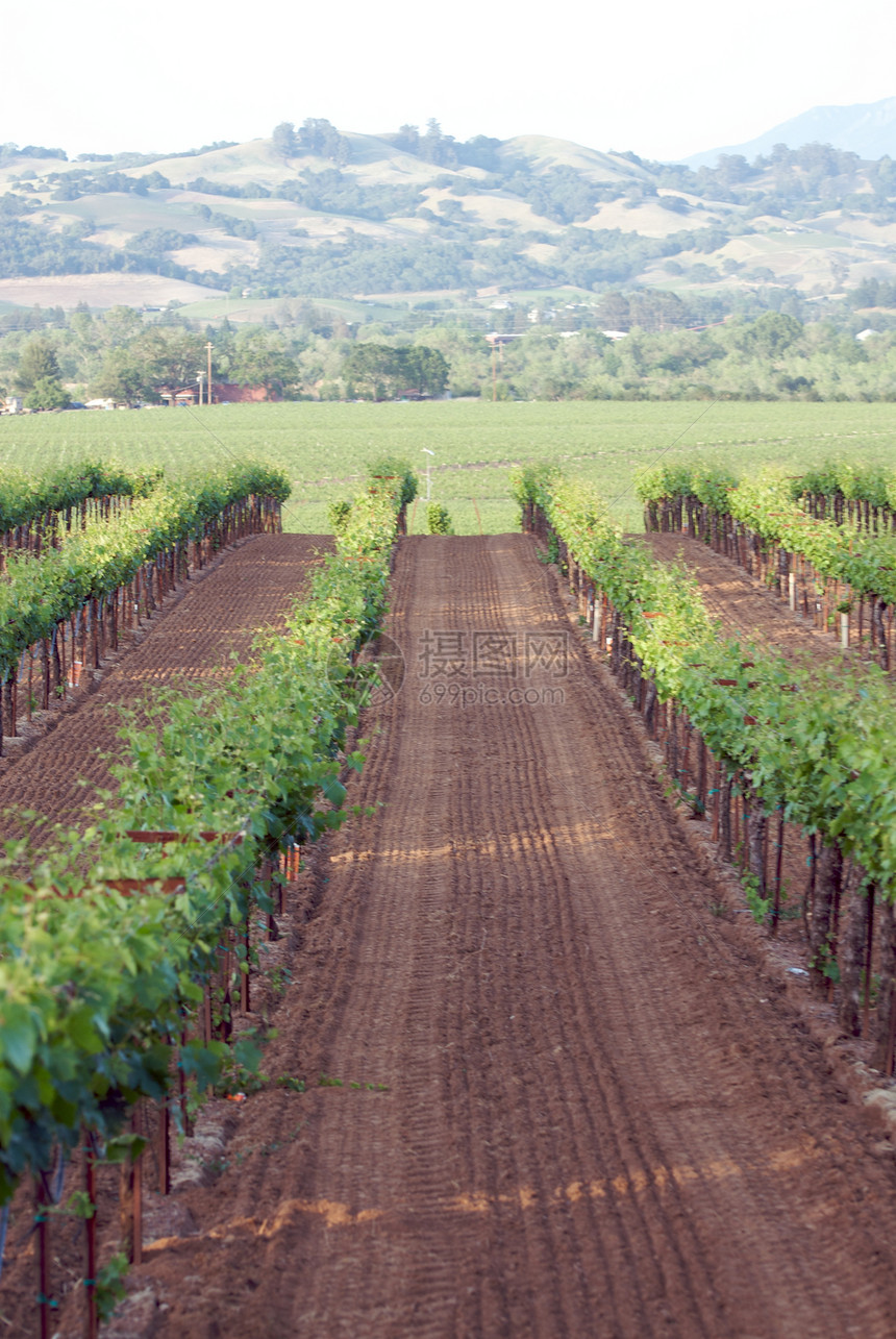 美国加利福尼亚州索诺马山谷酿酒树叶藤蔓风景摄影旅游葡萄园目的地酒厂图片