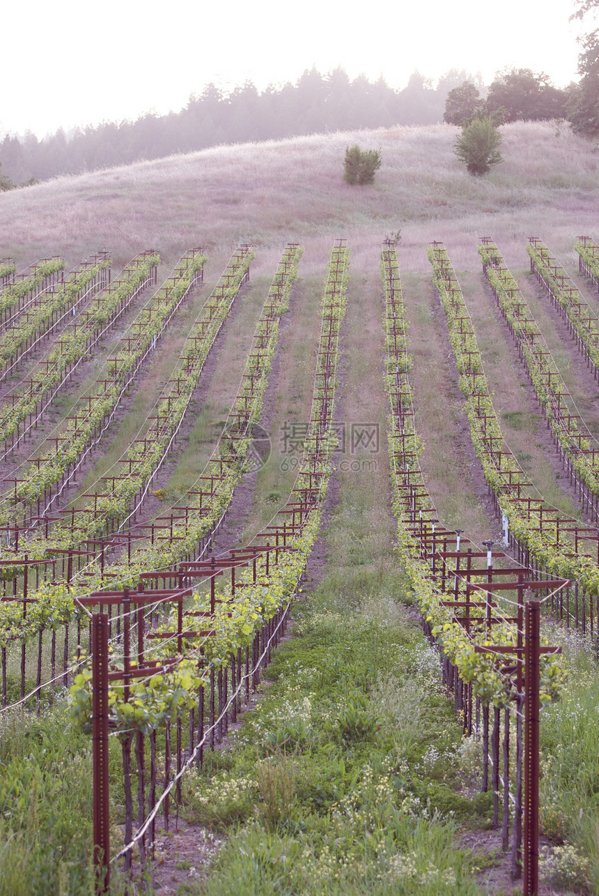 美国加利福尼亚州索诺马山谷风景酿酒酒厂葡萄园目的地树叶摄影藤蔓旅游图片