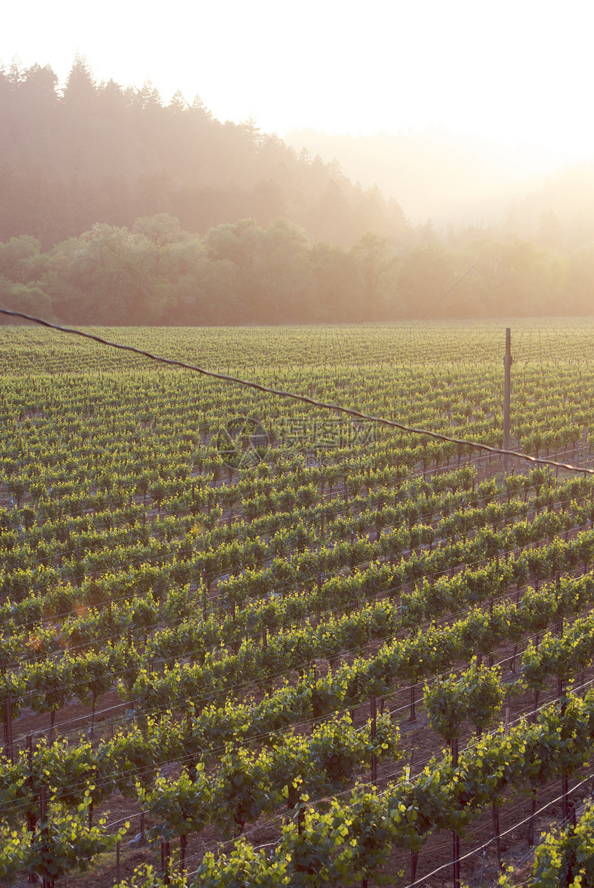 美国加利福尼亚州索诺马山谷酒厂酿酒摄影风景树叶目的地葡萄园旅游藤蔓图片