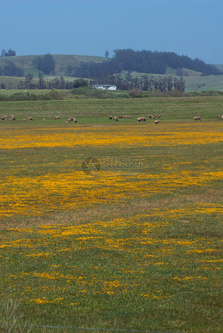 加利福尼亚农场州自然场景爬坡天空牧场家畜风景田园庄稼山脉图片