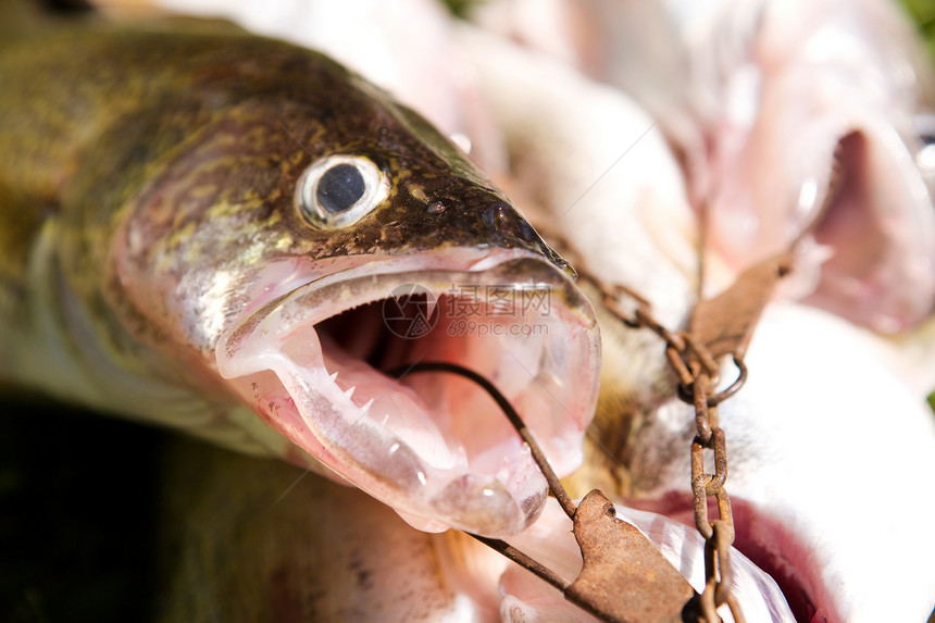 新鲜鱼梭鱼白斑角膜食物娱乐运动钓鱼图片