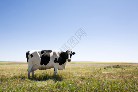 复制空间牛白色水平乡村动物草原蓝色土地黑色牧场哺乳动物背景图片
