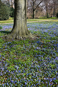 春天的蓝色花朵挂毯树叶紫色植物树木阳光季节照片花园宏观灯泡背景图片