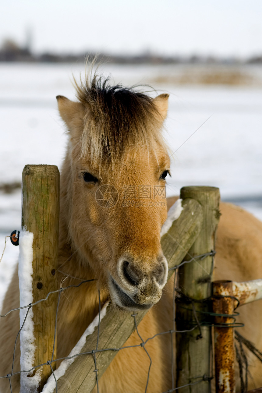 谢特兰太阳晴天农场峡湾动物小马棕色栅栏白色图片