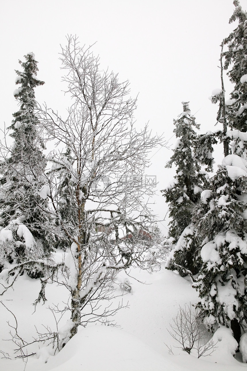 冬季奇幻乐园白色仙境冻结树木情绪季节松树云杉木头图片