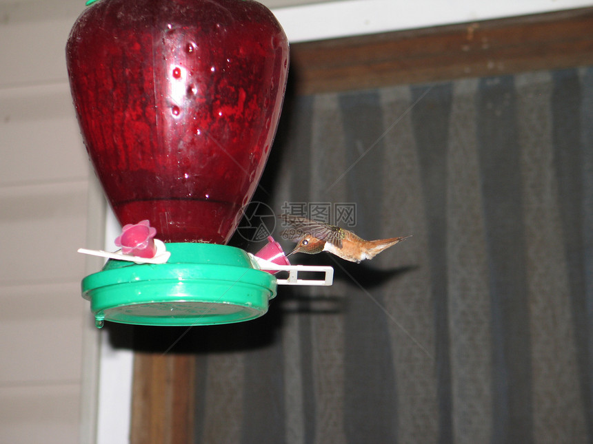 蜂鸟从饲料里喝的蜂鸟碎片房子眼睛窗户飞行门廊翅膀阳台图片