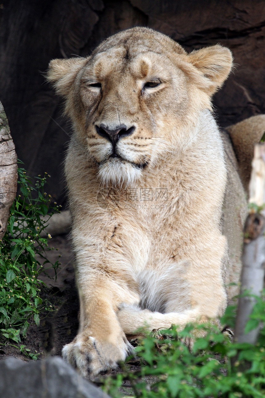 非洲狮子会毛皮野生动物大猫母狮休息动物爪子女性游戏生物图片
