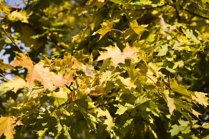 收集树苗3的秋节假期图片