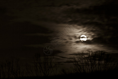 月出天际天空树木背景图片