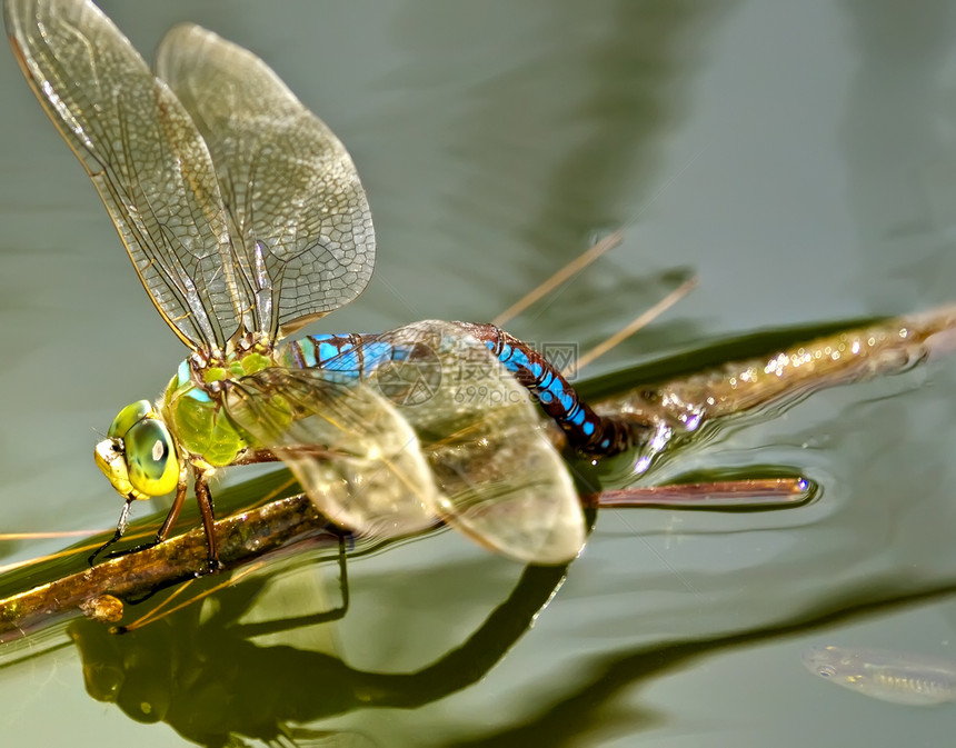 阿纳克斯朱尼乌斯或绿色达纳昆虫翅膀捕食者池塘女性胸部图片