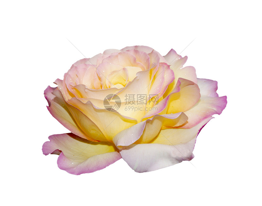 粉红玫瑰白色宏观粉色花瓣露水图片