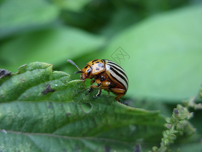 土豆甲虫昆虫蛲目高清图片