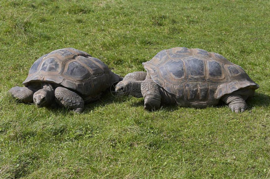 巨龟爬行者陆龟动物爬行动物夫妻甲壳爬虫乌龟图片