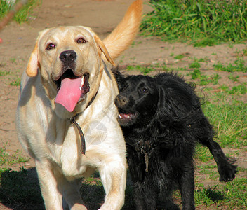 小拉布拉多2只2只狗地区草地速度报告文学太阳动物季节操场乐趣跑步背景