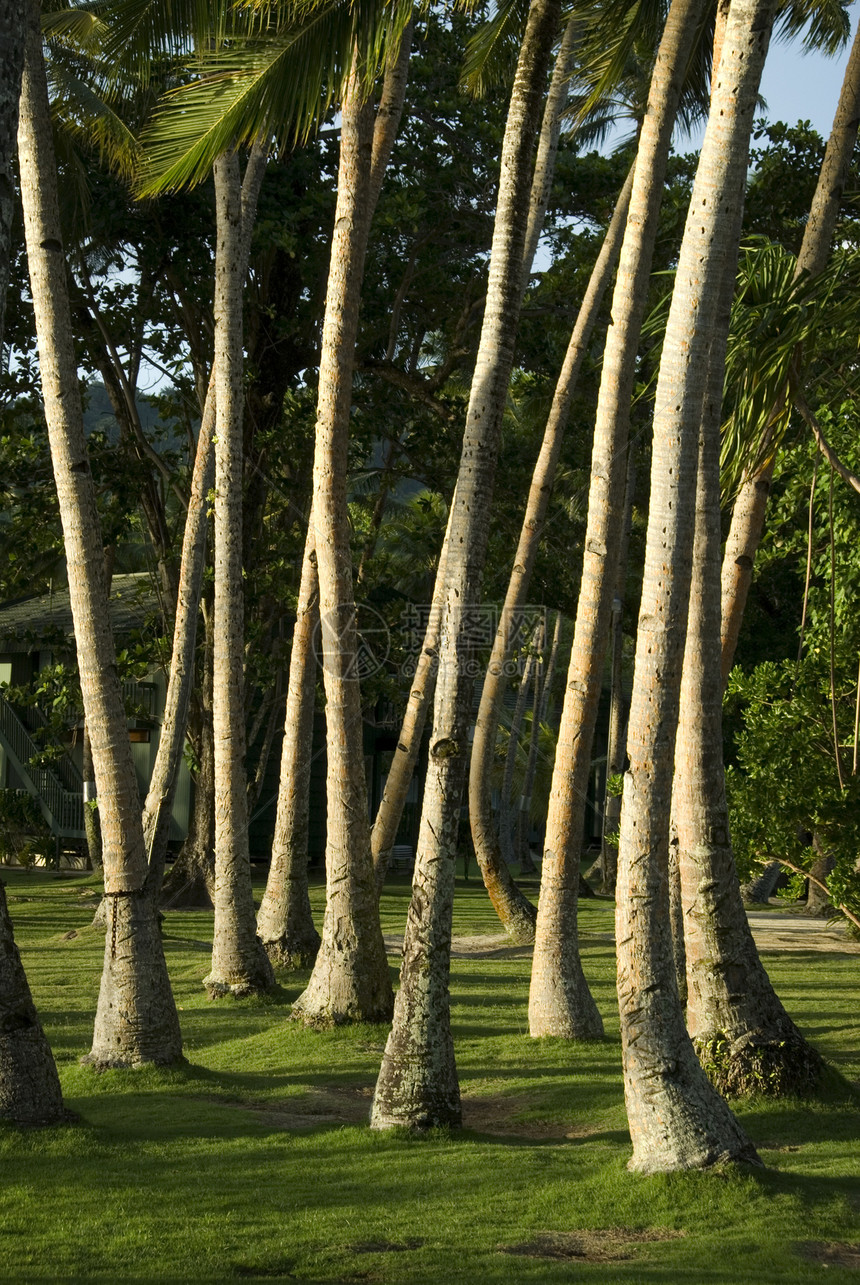 棕榈树棕榈旅行树木植物天堂棕色绿色森林热带树干图片