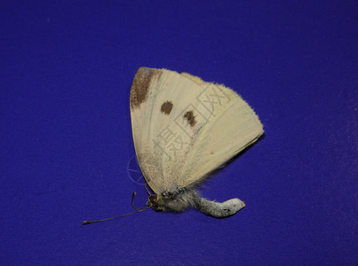蝴蝶翅膀白色背景图片