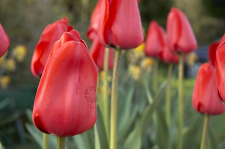 红色郁金香季节亮色花园花店图案花瓣花朵花卉菜园插花背景图片