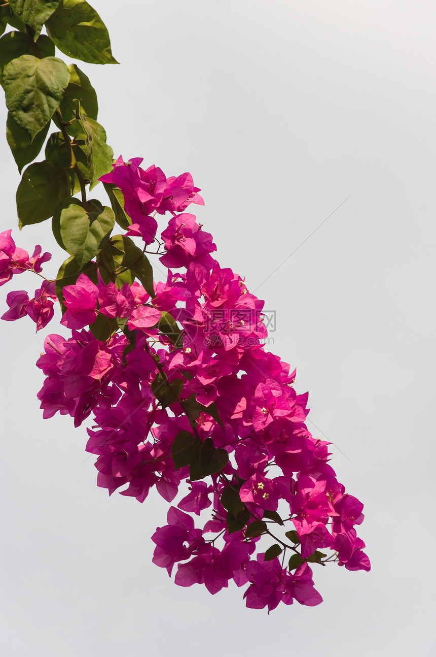 红花宏观白色绿色花头植物花园橙子植物群黄色花瓣图片