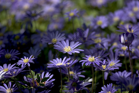 蓝花花背景图片