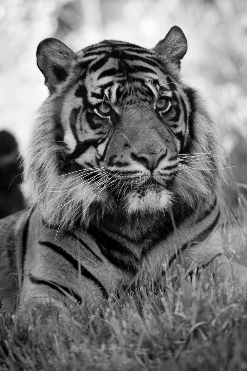 老虎水平野外动物野生动物濒危颜色动物牙齿危险照片哺乳动物图片