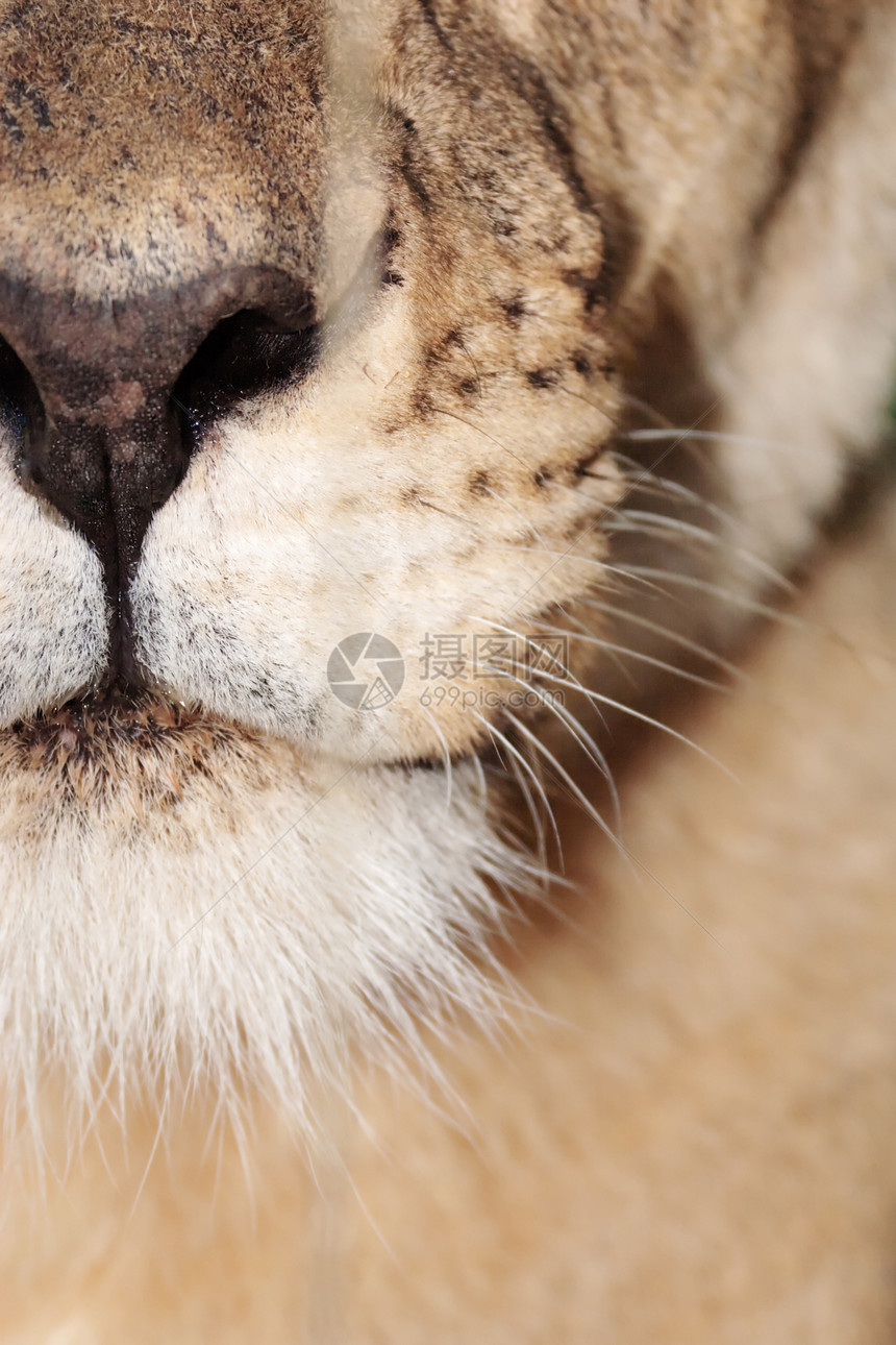 咬雄性物种大猫狮子鬃毛野生动物脊椎动物部位生物体兽头图片