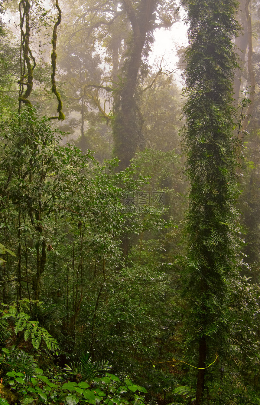 雨林树木国家环境叶子照片森林遗产热带荒野植物图片