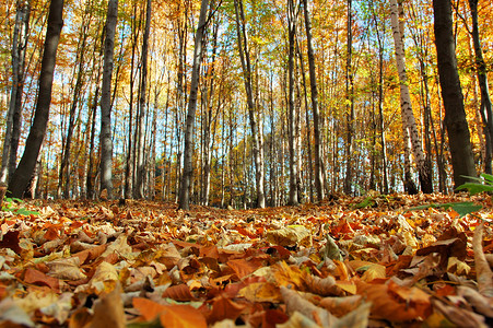 森林的秋季树木蓝色棕色树叶天空背景图片
