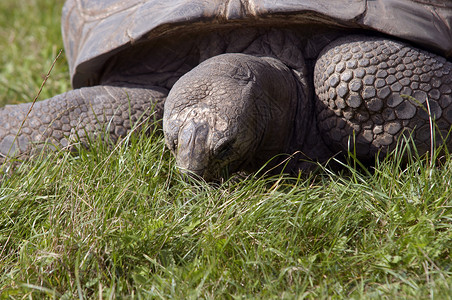 巨龟爬行动物甲壳乌龟陆龟爬行者爬虫动物背景图片