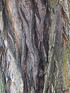 树背树皮背景植物环境公园棕色木材材料森林皮肤树干背景图片