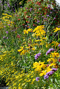 野外鲜花花坛黄色荒野甘菊植物紫色背景图片