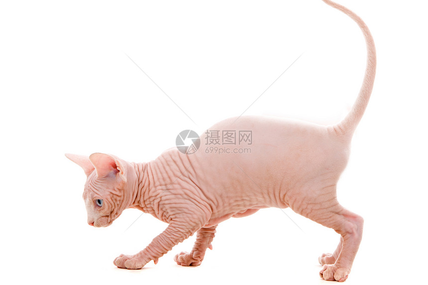 Sphinx 小猫无毛宠物工作室眼睛人面动物群猫咪白色朋友捕食者图片