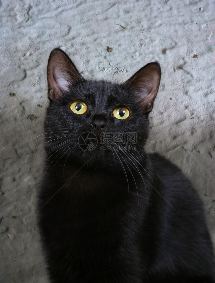 黑猫猫科头发眼睛宠物动物黑色图片