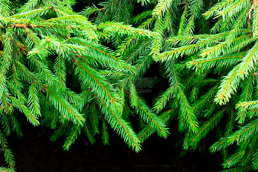 Fir 分支枞树枝条装饰品新年植物云杉宏观季节树木松树图片