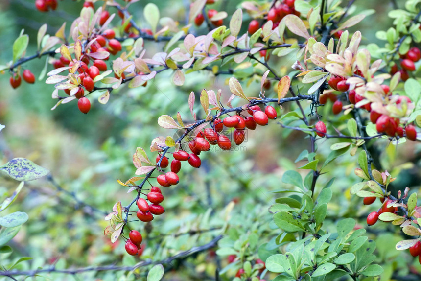 树枝上的玉米樱桃种子红色营养水果木头果汁维生素收成叶子荒野图片