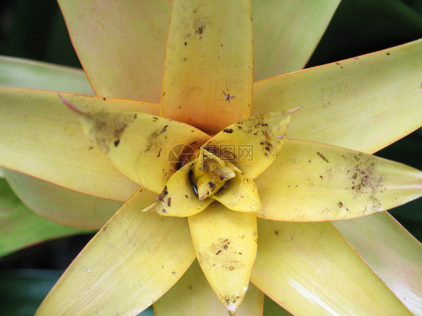 黄花紧闭沙漠生长花园星星母亲热带花瓣植物肉质植物群图片