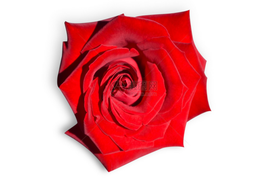 红玫瑰在白色上被孤立天鹅绒玫瑰水平图片