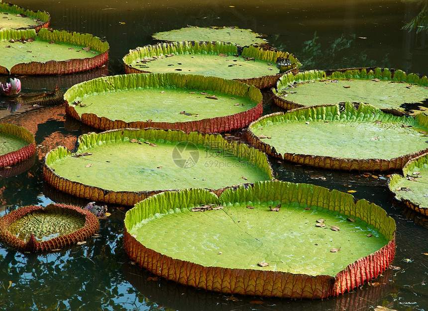 池塘里巨大的百合叶叶图片